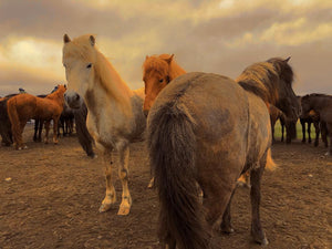 Icelandic Horses